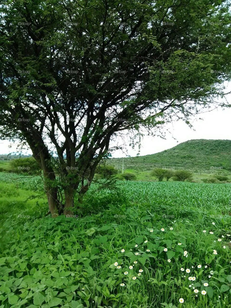 Que lindo es el campo con su pasto y flores


