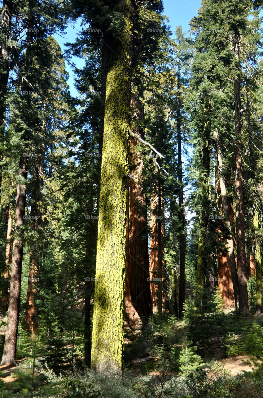 Sequoia National park