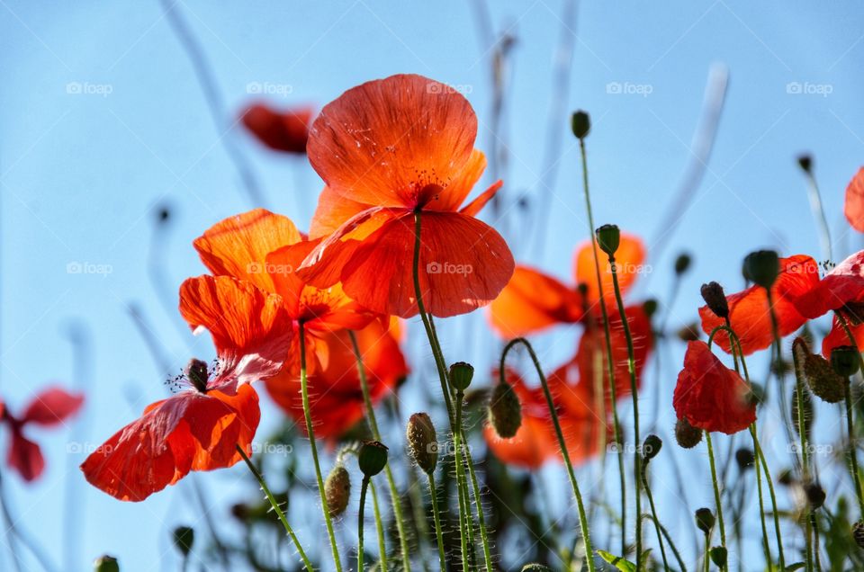 Bright red poppies illuminated by the sun close-up against the sky. Shooting from below.