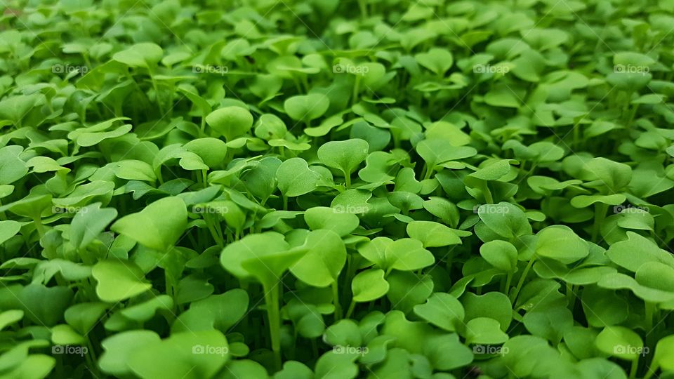 mustard microgreens