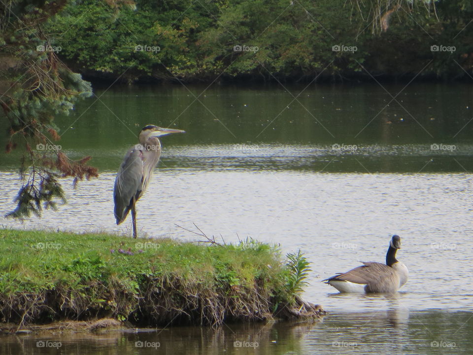 Heron at the pond