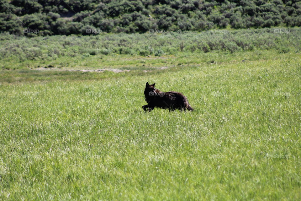 Black wolf wild wildlife animal dangerous Beautiful running tall grass Green animals wolves 