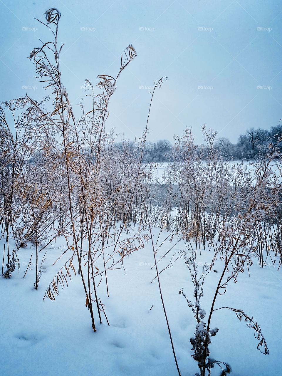 Winter scenery 