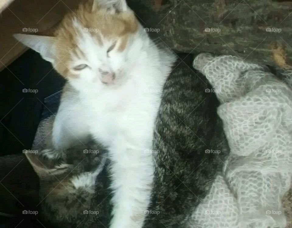 Crazu lazy cats