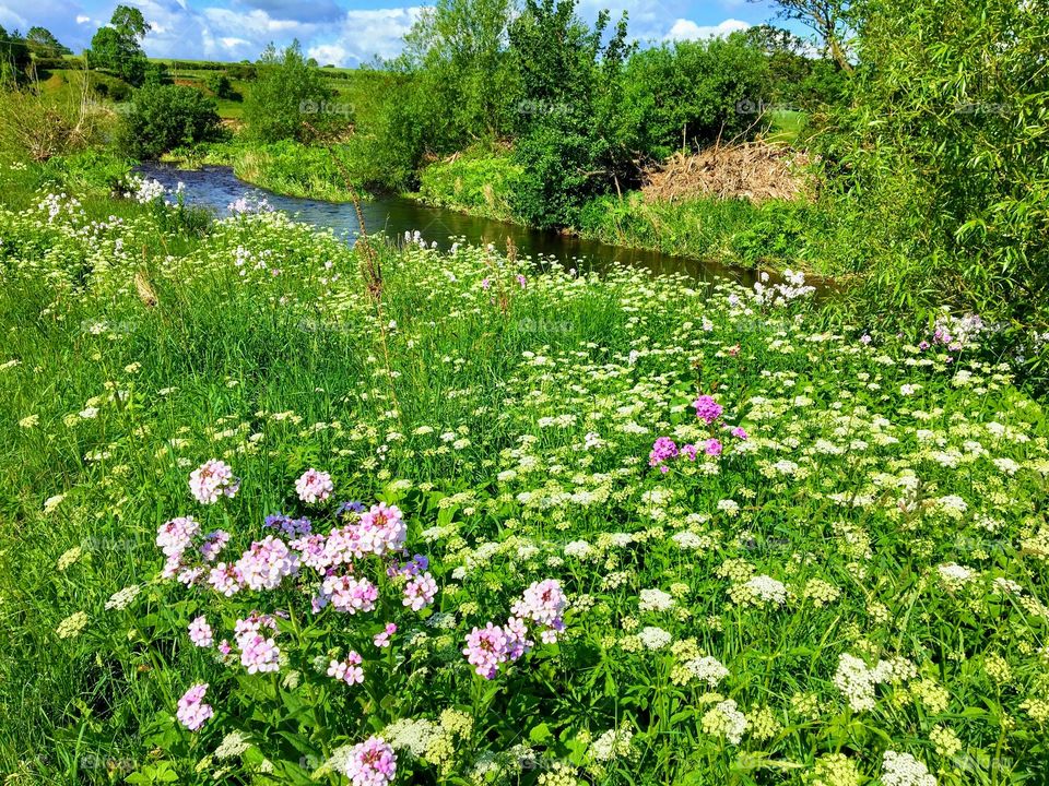 Local countryside ... enjoy walking along the river bank and seeing all the wild flowers in bloom 