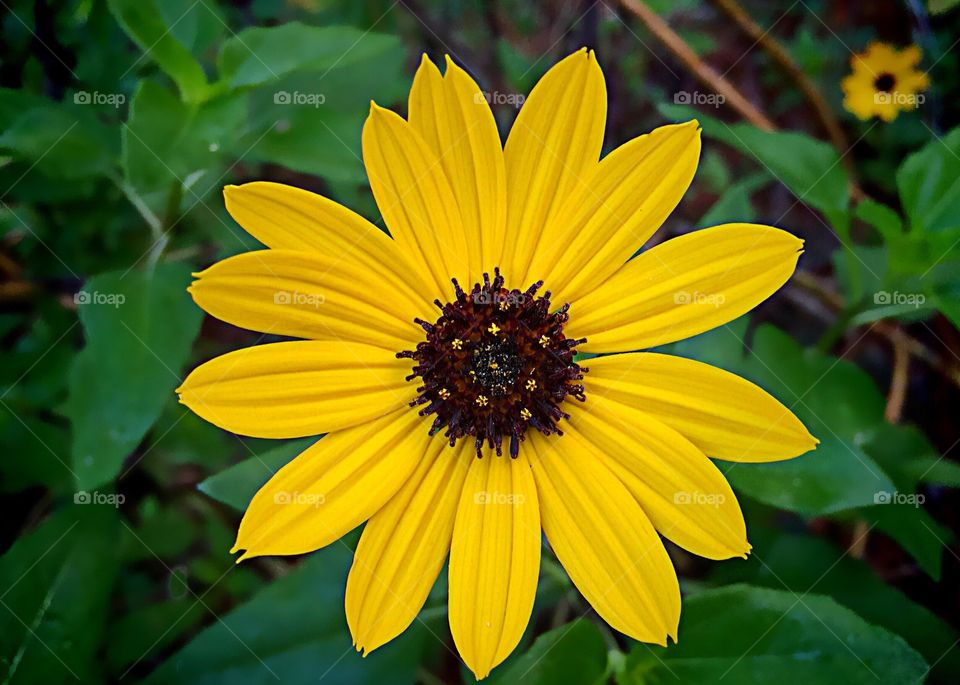 Gardening-Bright happy yellow daisy.