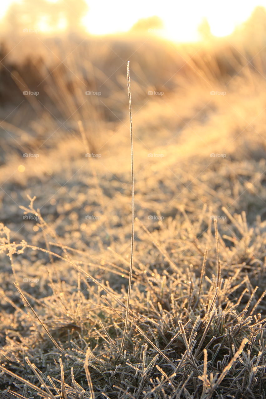 grass at sunrise