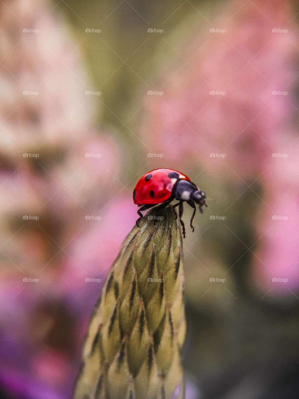 ladybug sitting on a flower