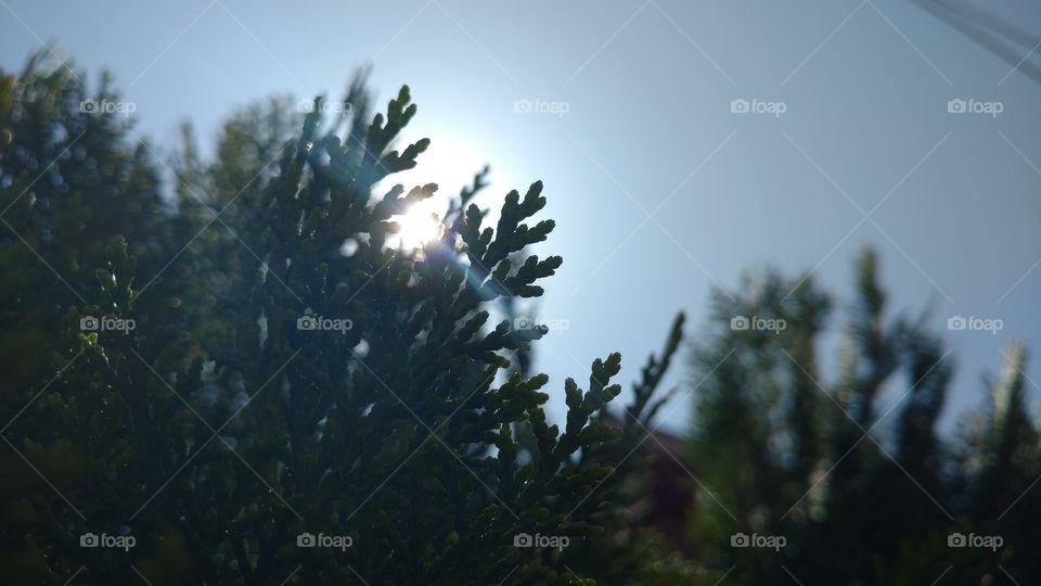 Tree, Landscape, Light, Winter, No Person