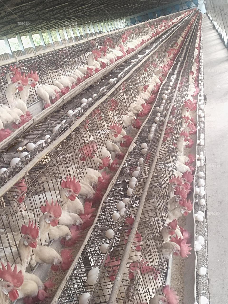 poultry layer farm