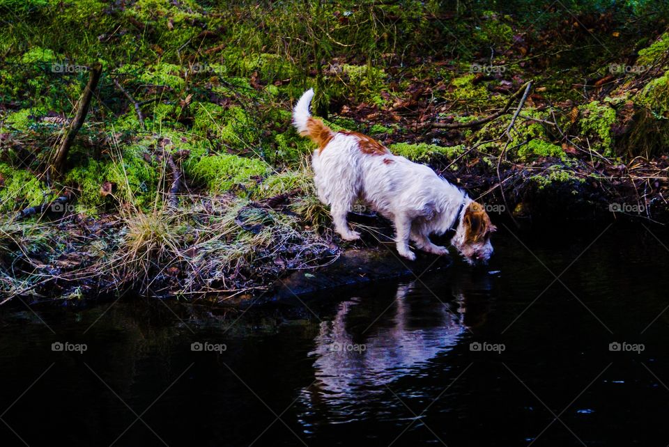 Dog. Drinking water from a river in the forrest