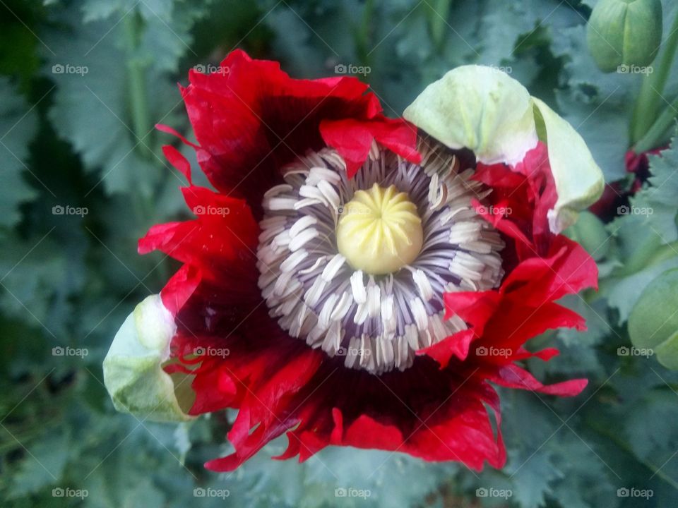 Red Poppy Flower