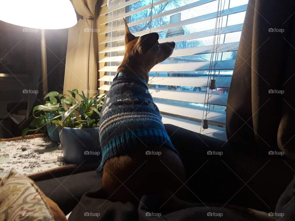 doggy in the window 3