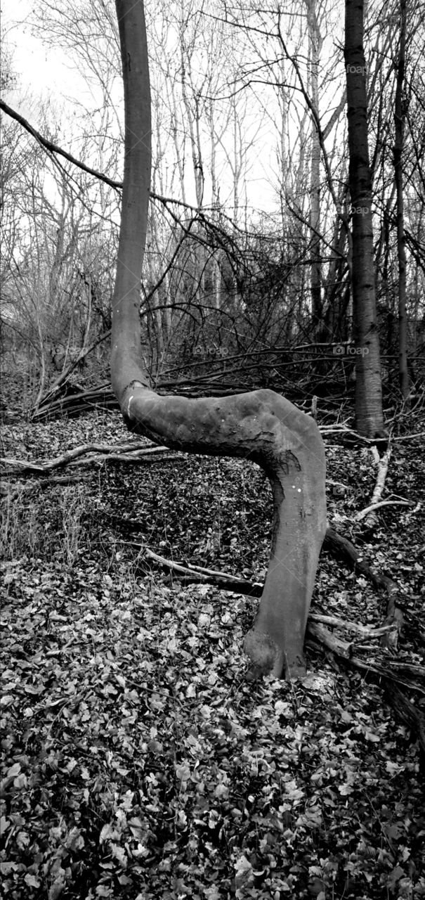 Bending Tree