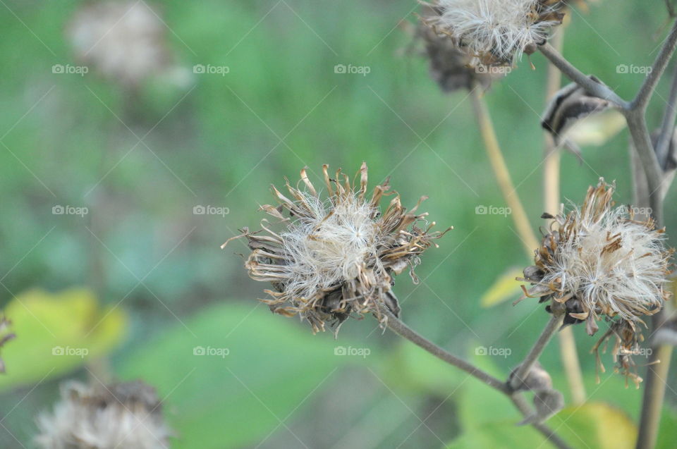 flower closeup