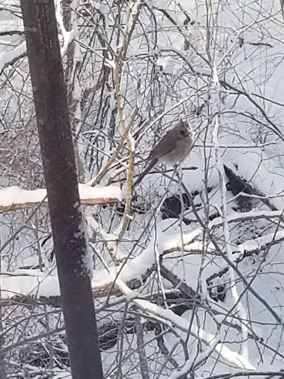 bird on a snowy day