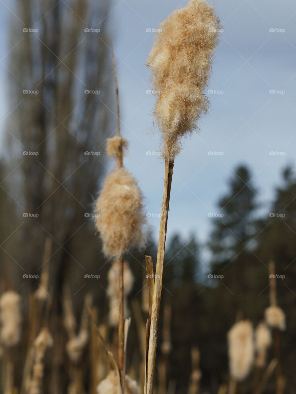 Fine details on a fluffy cat tail that is nearly worn away from the winter to make room for fresh spring growth on a rural farm pond. 