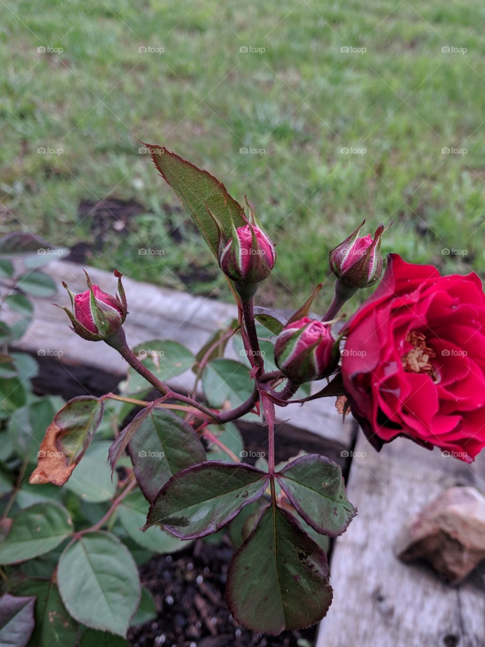 red rose bloom with buds