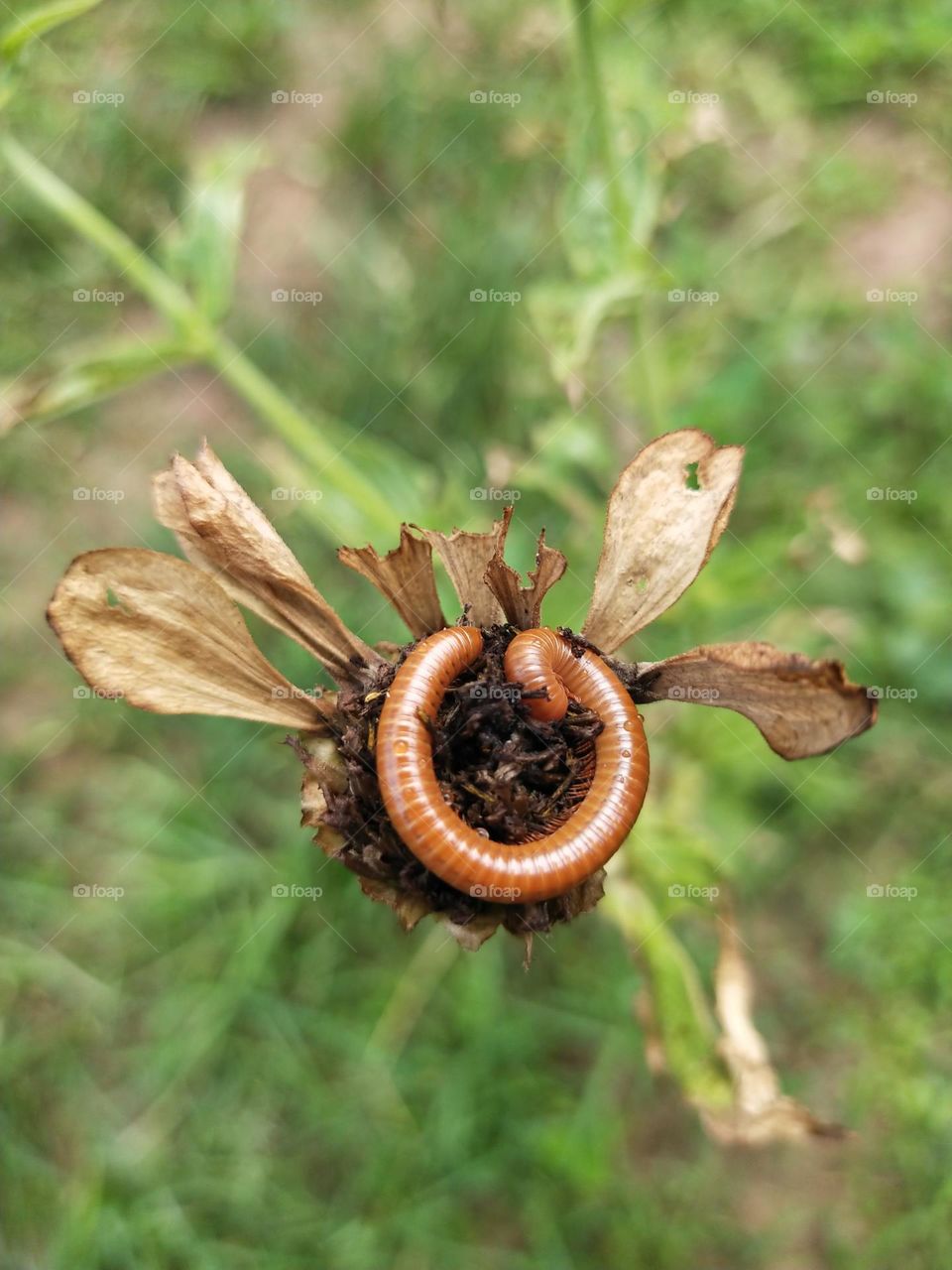 Living Millipede