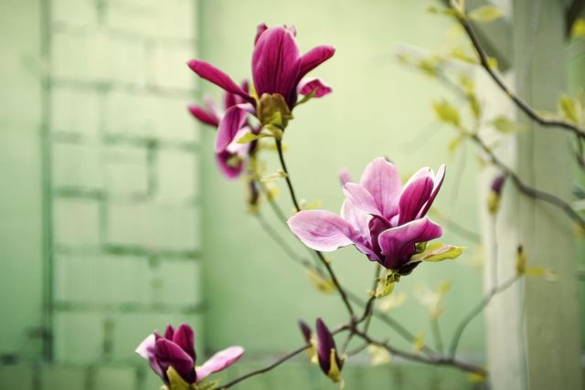 Beautiful pink magnolia flower close-up on a green background. Blooming tree in the garden.