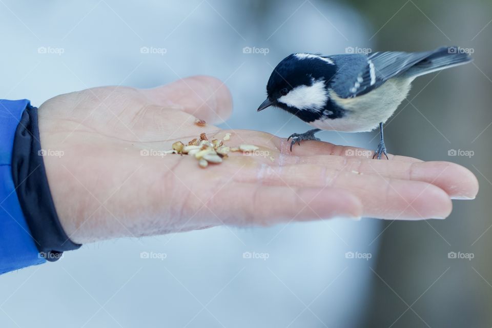 Chickadee