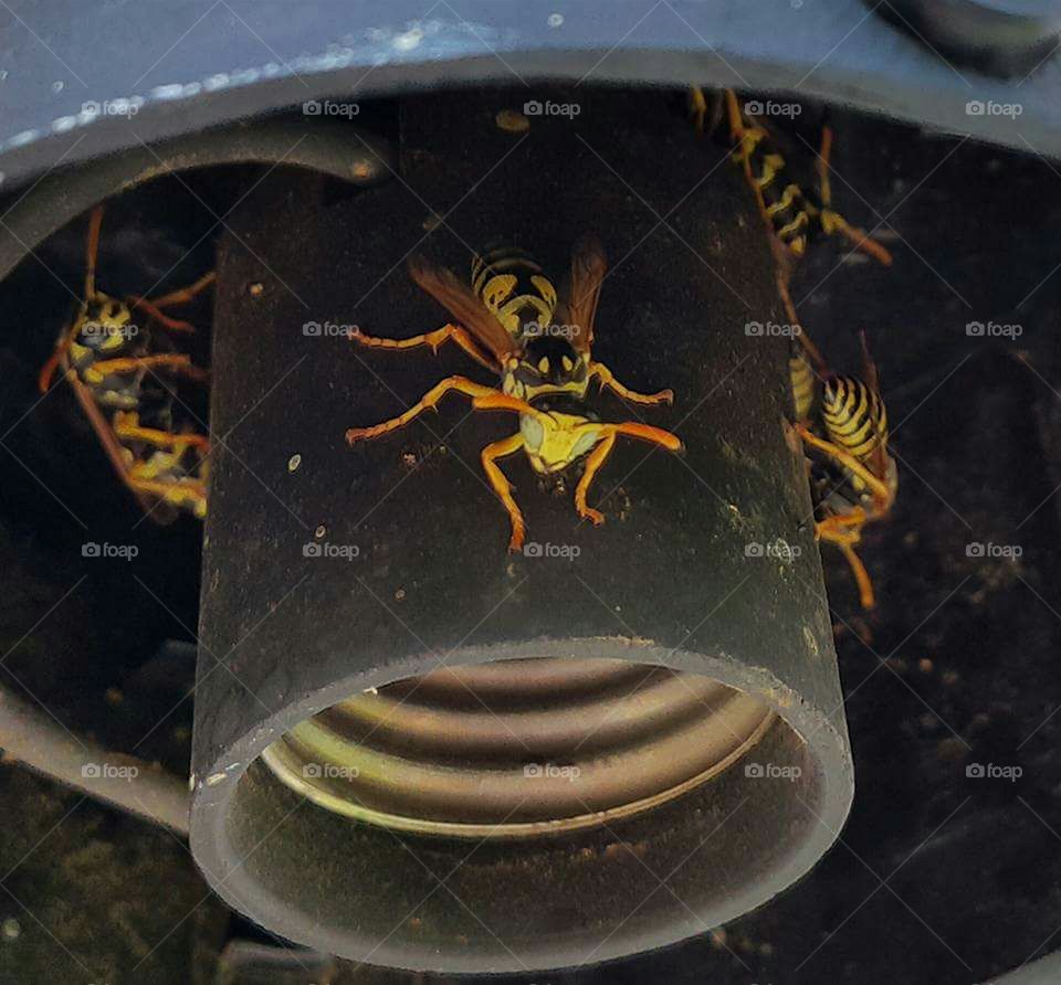 Wasps