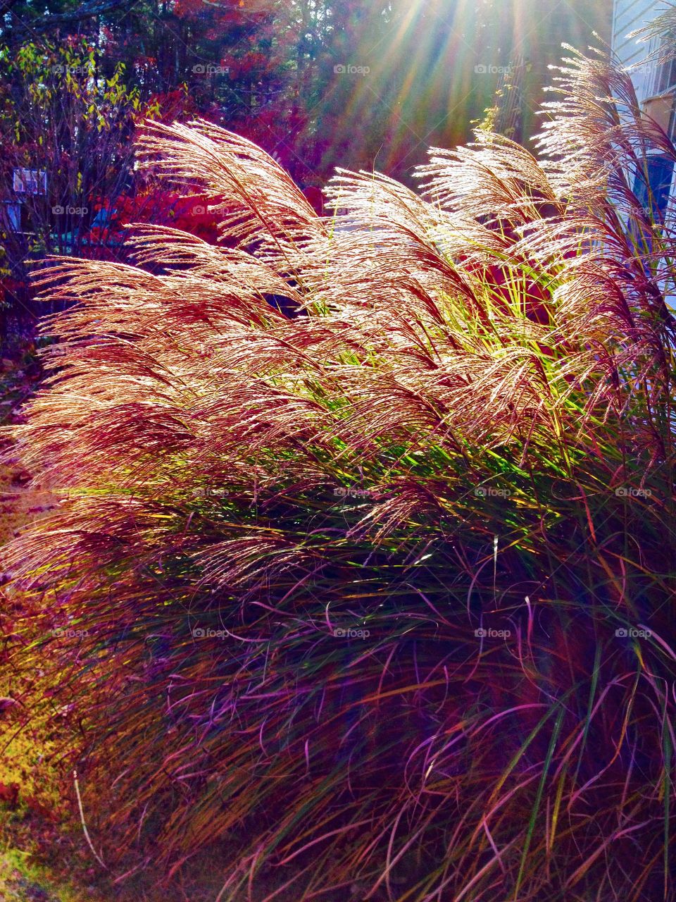 Maiden Grasses in Autumn bloom