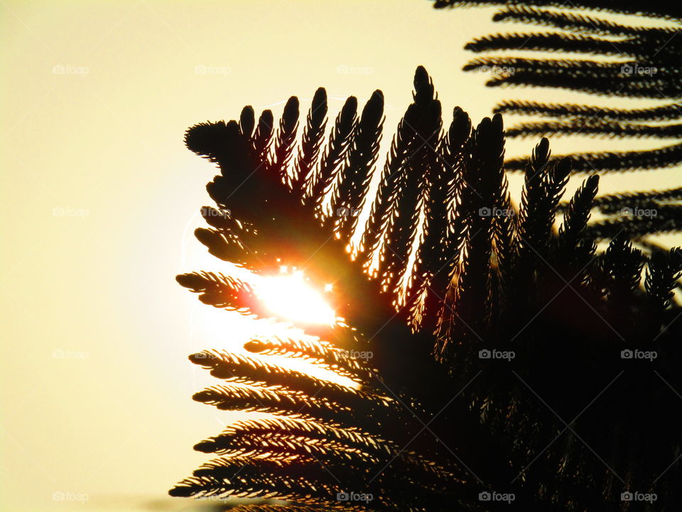 Beautiful sunset through trees or leaves with beautiful background