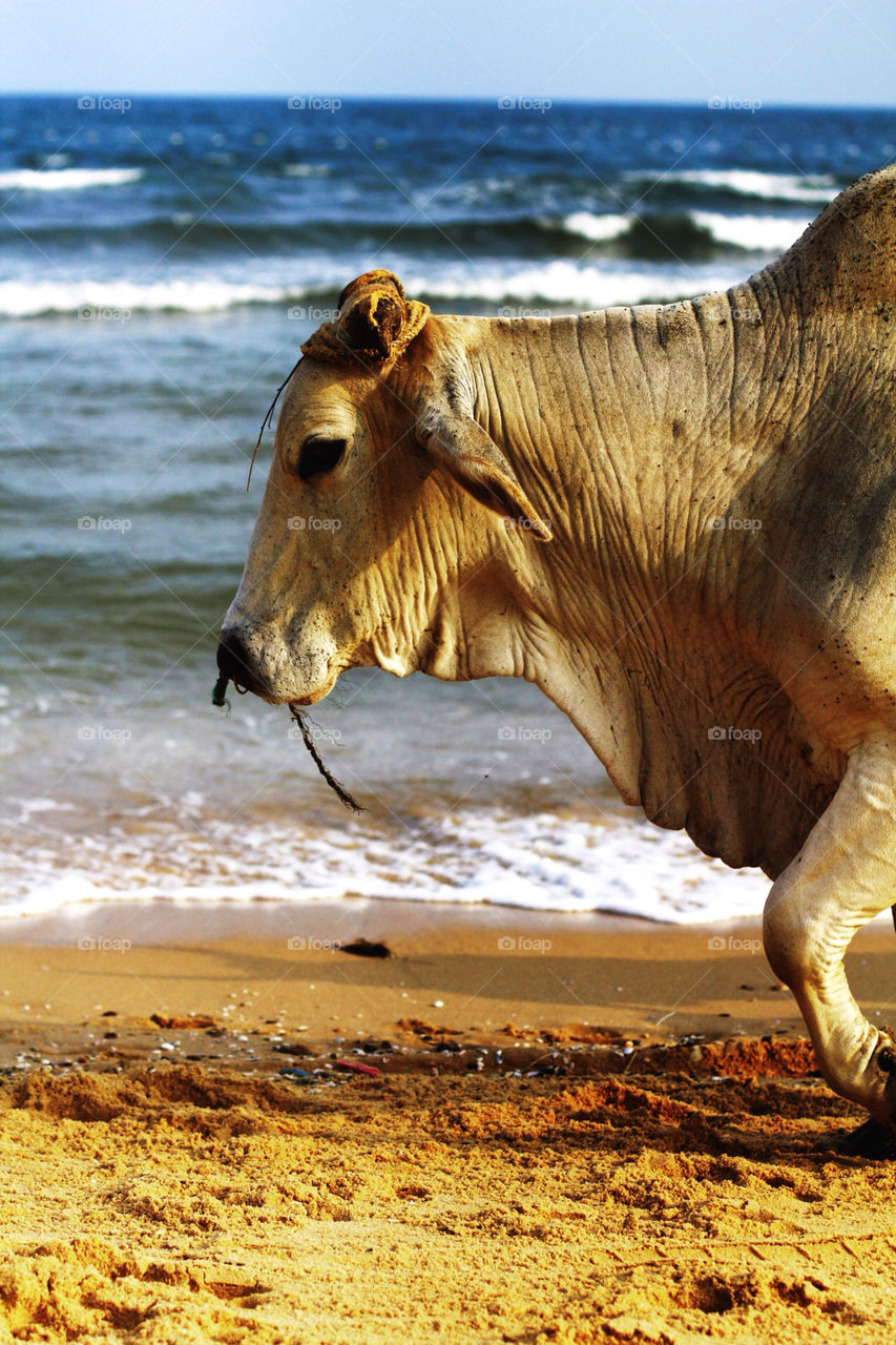 beach cow vietnam bull by fostertown
