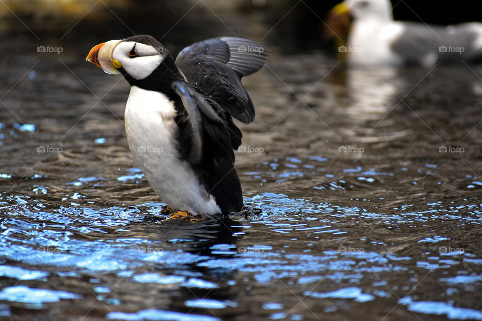 A puffin flaps his wings as he lands on the water. 