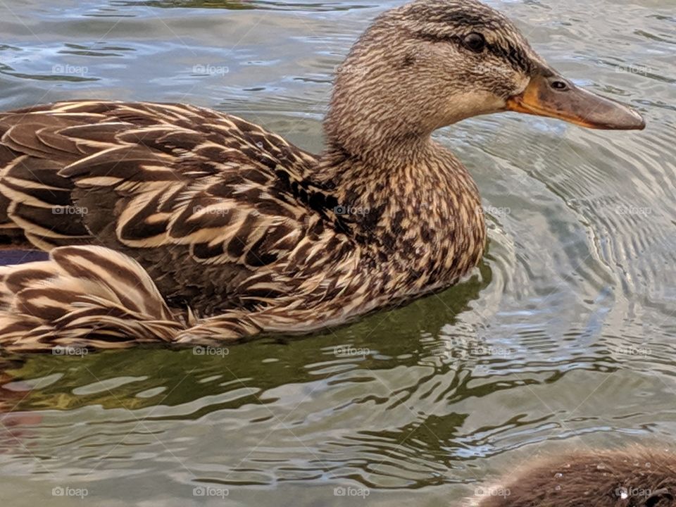 A Lake in Utah with a Mommy Duck ©️ Copyright CM Photography