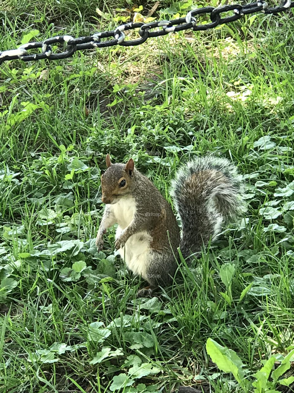D.C. Squirrel 