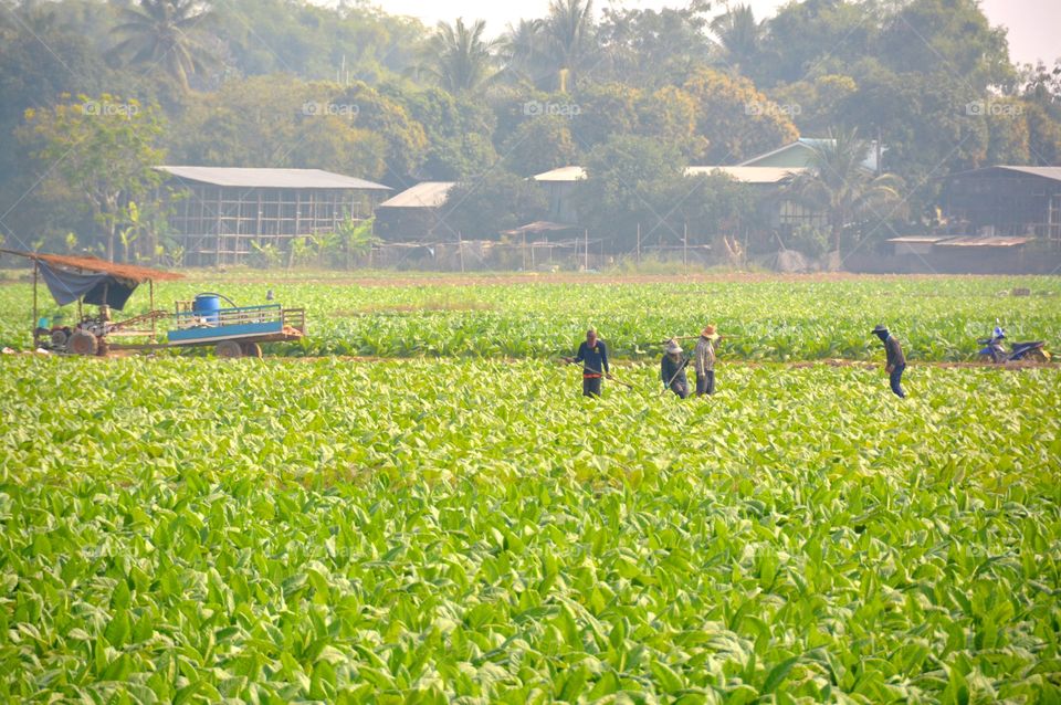 Tobacco field in the morning