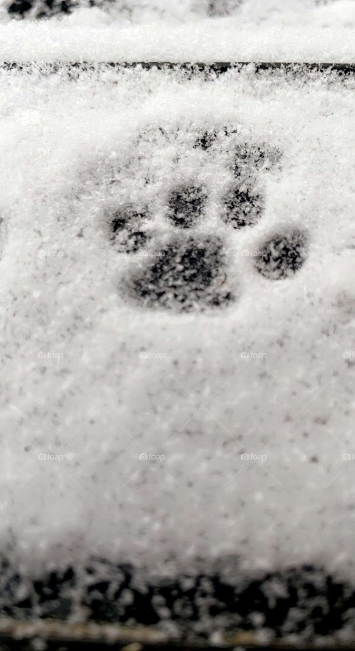 Cat paw print 