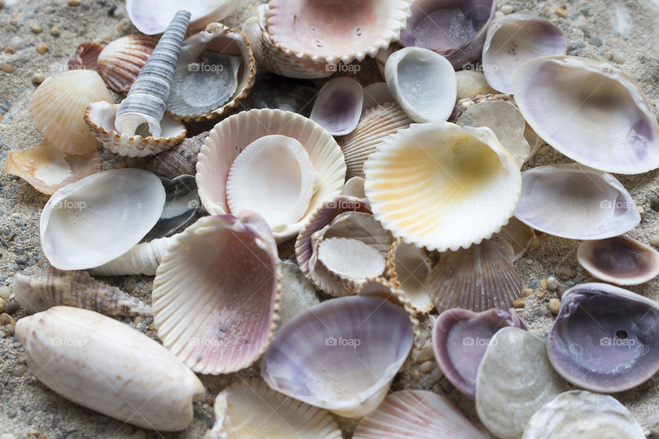 Colorful sea shells on the sand