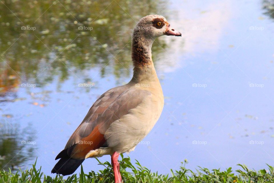 Egyptian Goose