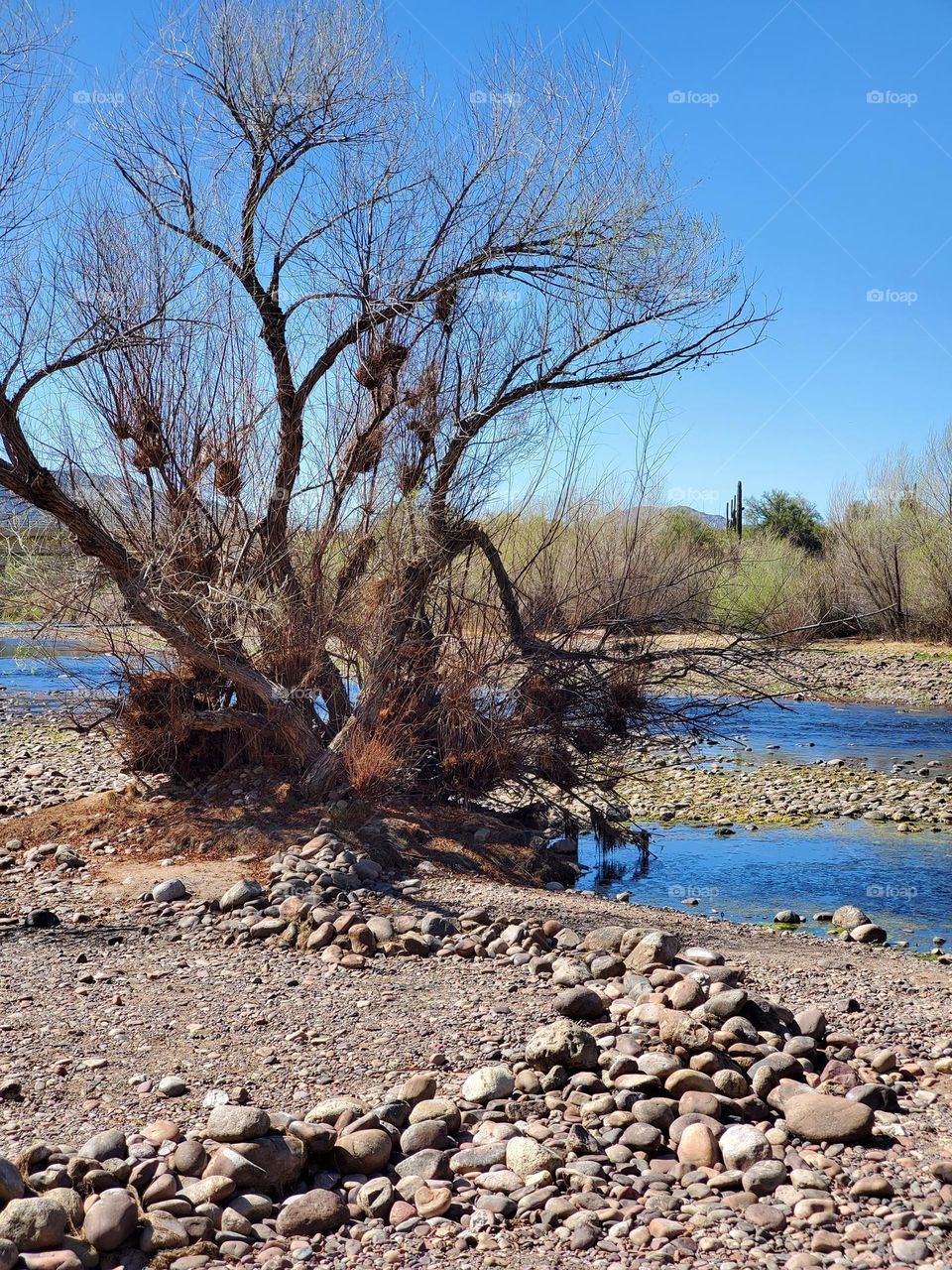 Dying Tree at the Water's Edge