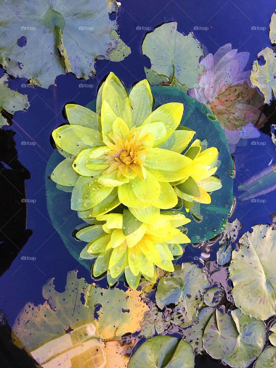 Water lily in the fountain of the Royal Sonesta