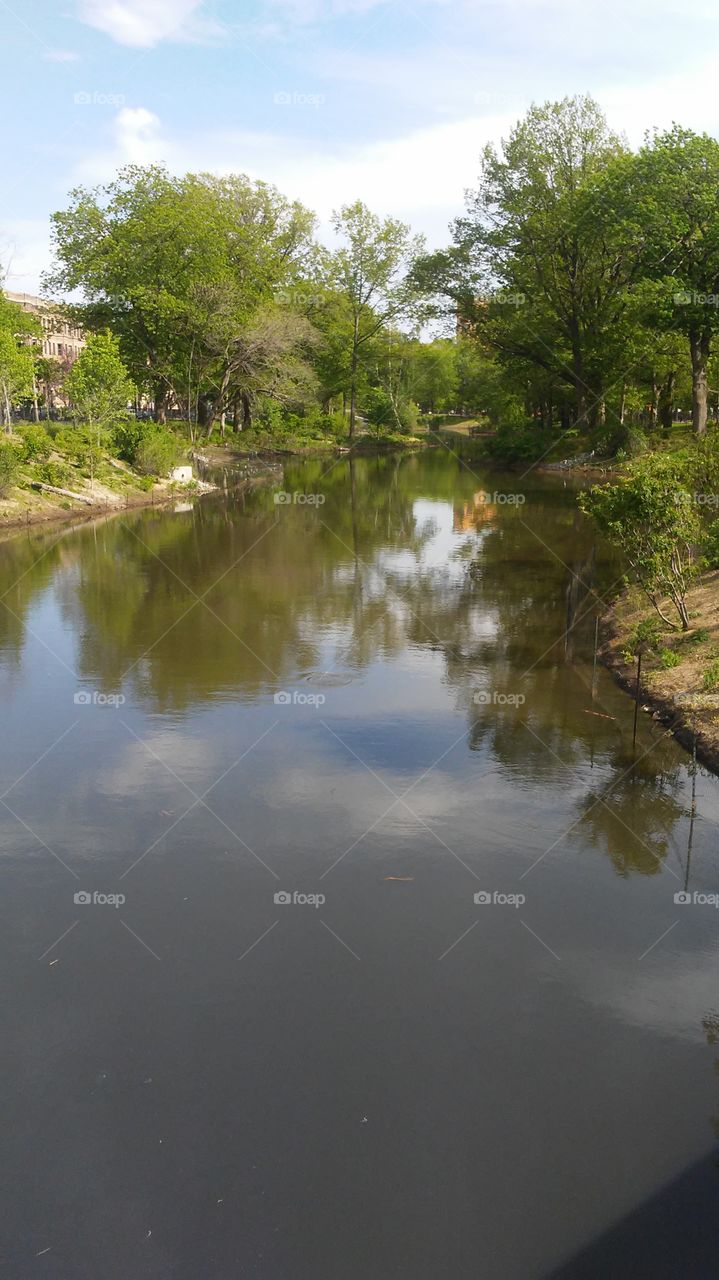 water. calm. spring. trees