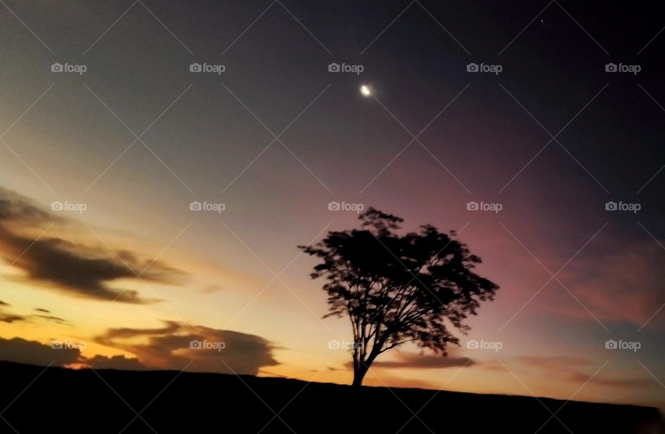 In a colorful summer sky, the shy crescent moon illuminates a lonely tree on the side of a road.
