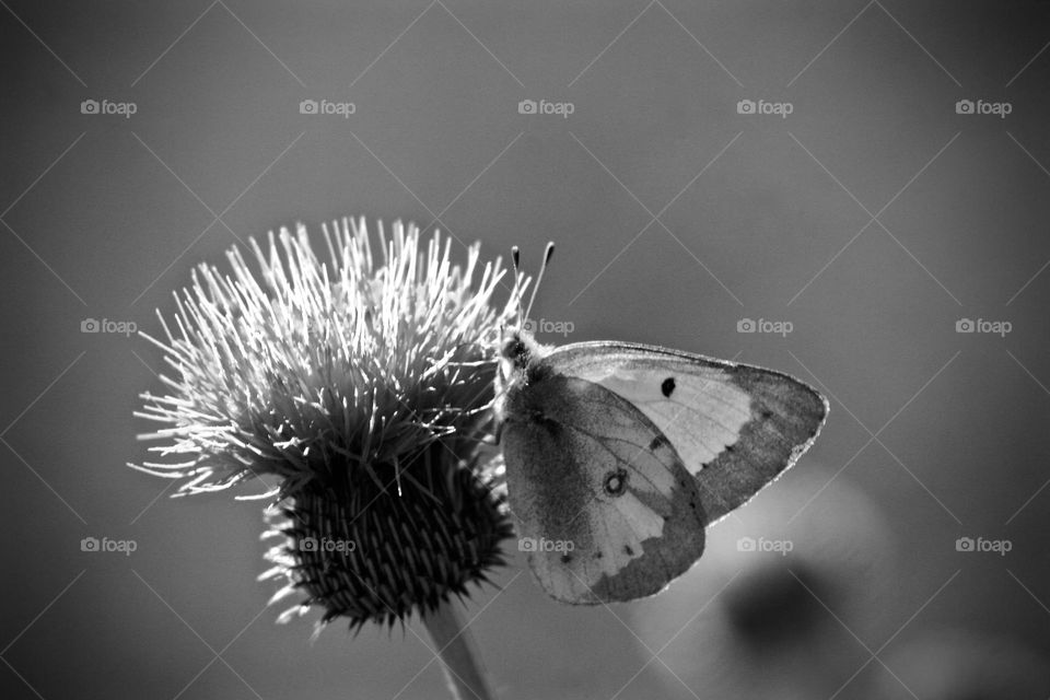 Black and White Butterfly 