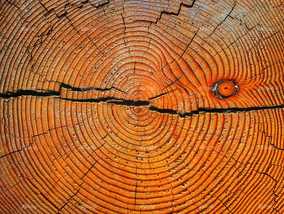 Tree rings