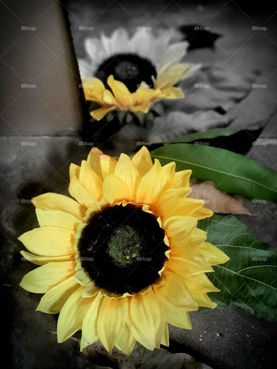 Sunflower and its Unidentical Mirror Reflection