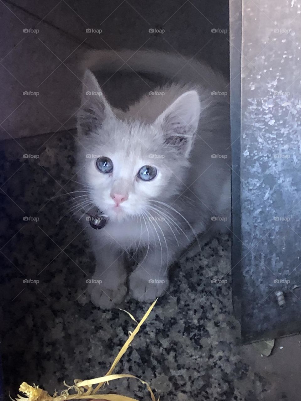 Beautiful cat looking at camera 