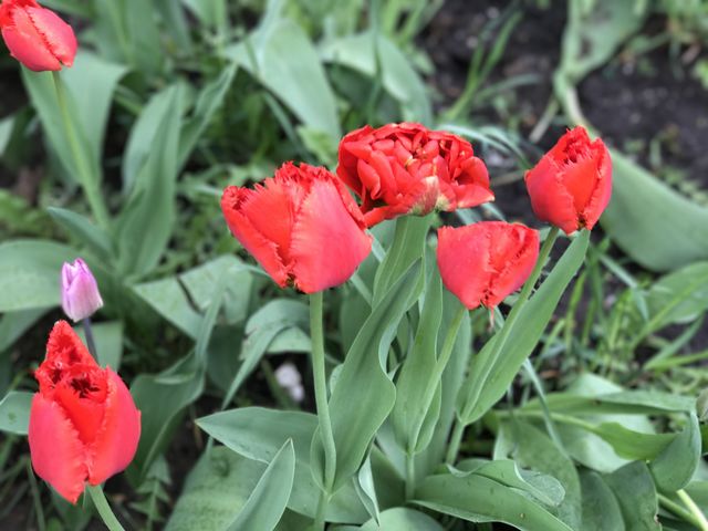 Tulips 