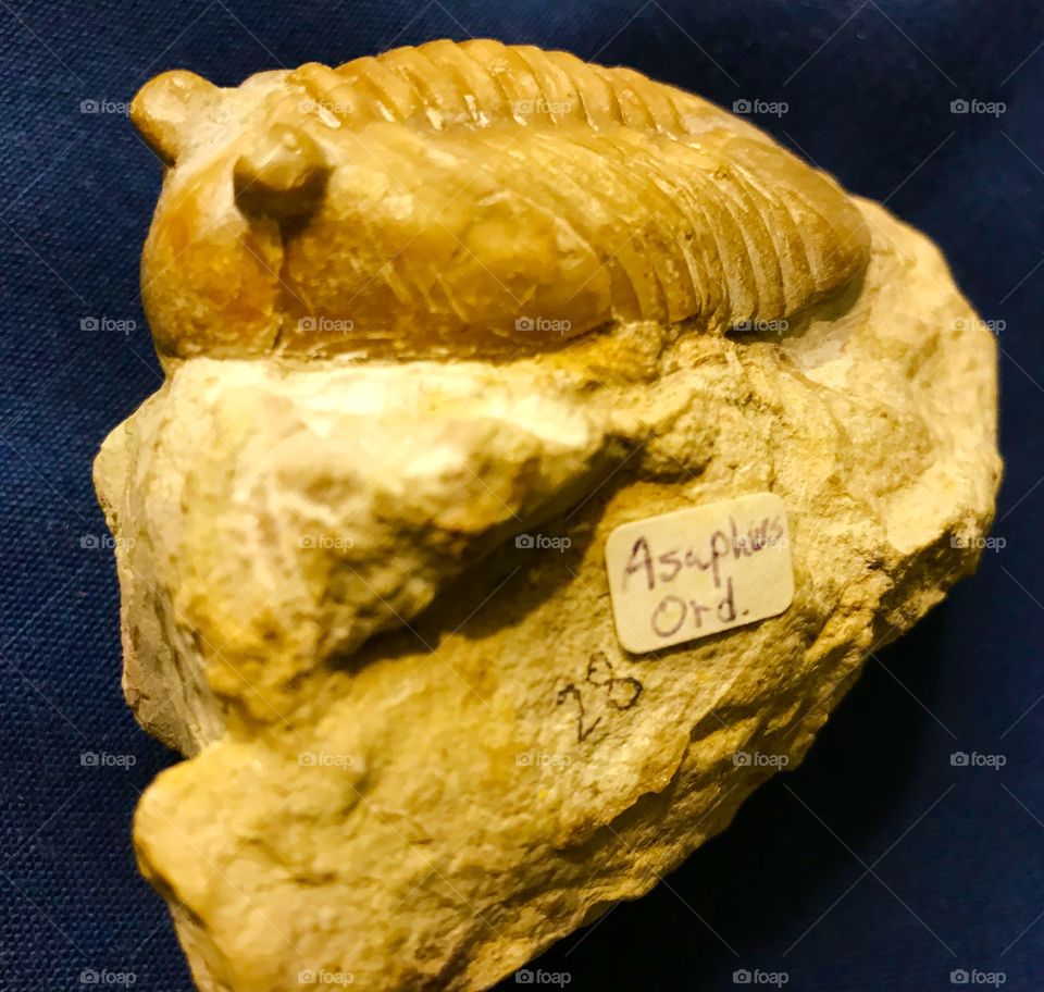 Ordovician fossil