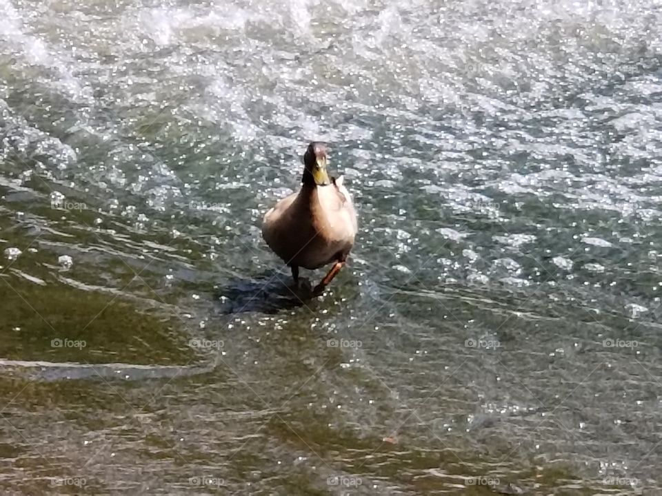 A lone duck in the foaming pond.