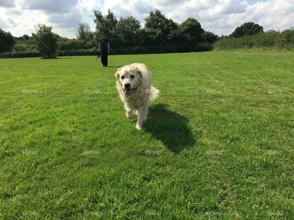 Grass, Dog, Field, Mammal, Hayfield