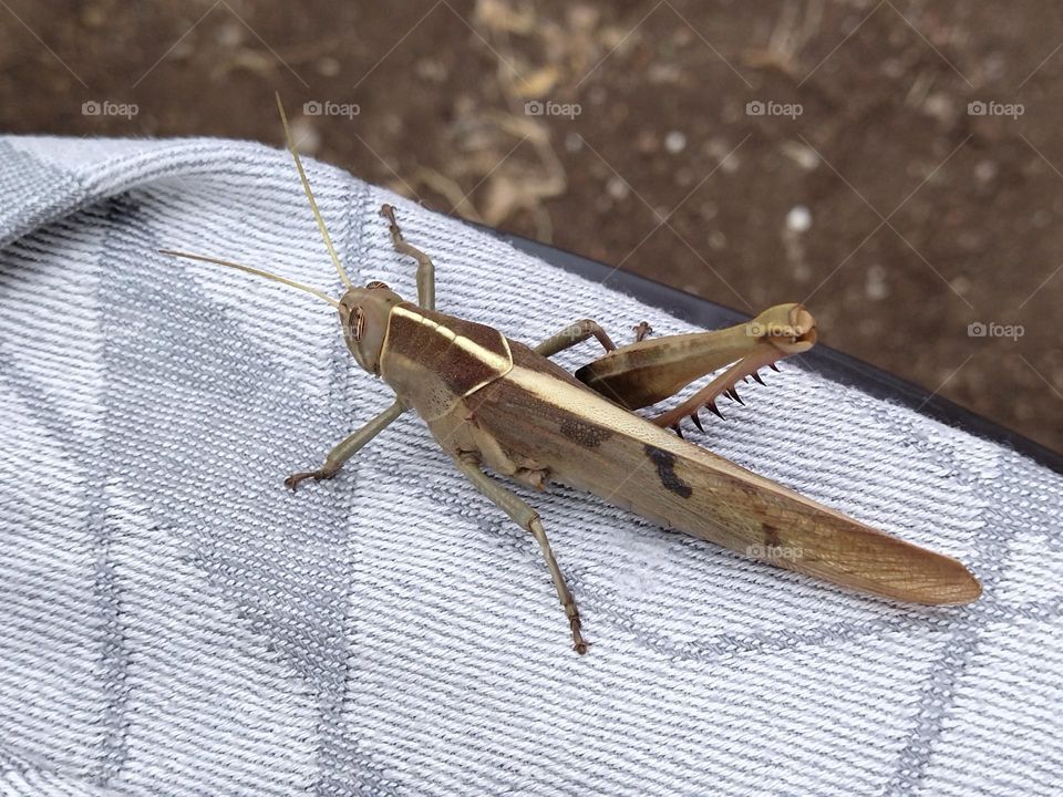 handicap locust on table