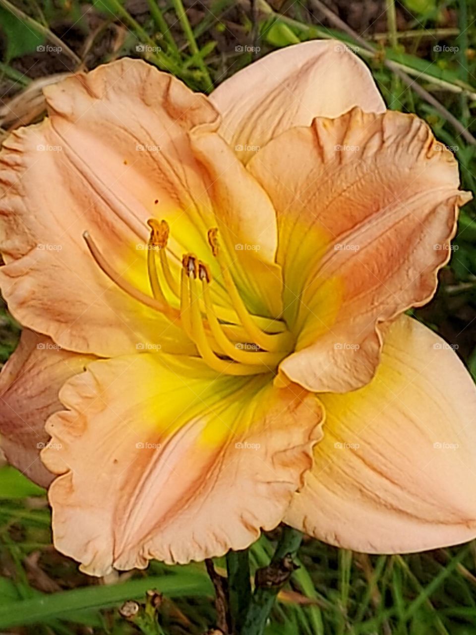 beautiful peach day lily up close